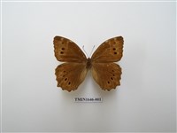 藏品(褐翅蔭眼蝶)的圖片